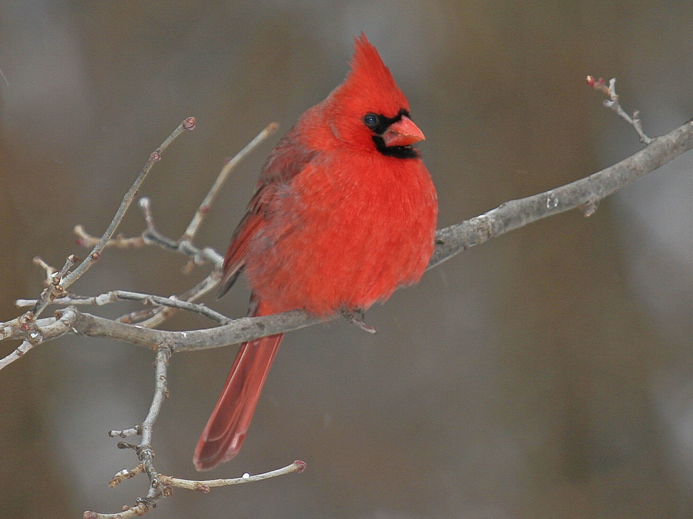 Northern Cardinal
